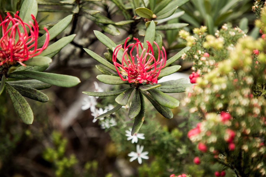 Waratah on Kunanyi / Mount Wellington