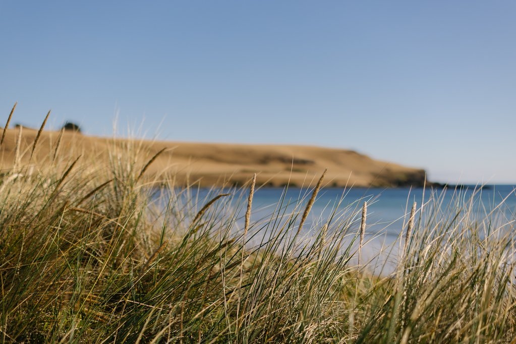long grass on the dunes at Godfreys Beach
